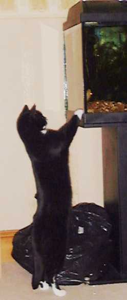 Clio at Fish Tank